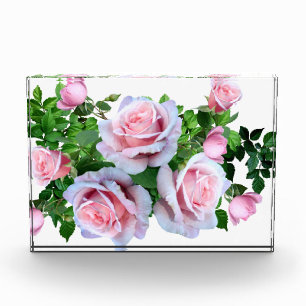 Pink Flowering Rose Photo Block