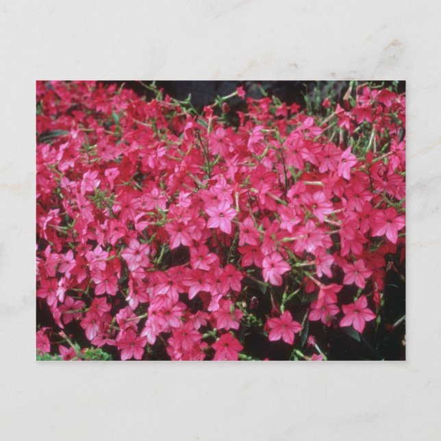 Pink Flowering Tobacco (Nicotiana Alata) flowers Postcard (Front)