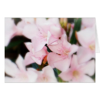Pink Flowers