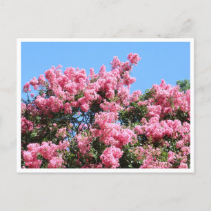 Pink Flowers Against a Blue Sky Botanical Postcard