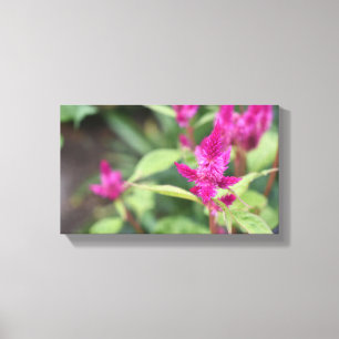 Pink Flowers Celosia Garden Nature Photography Canvas Print