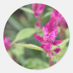 Pink Flowers Celosia Garden Nature Photography Classic Round Sticker
