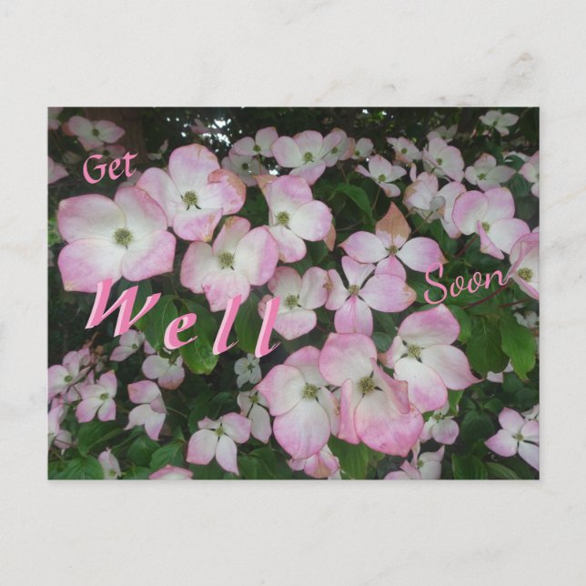 Pink Flowers Get Well Soon Postcard (Front)