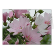 Pink Flowers Impatiens Family