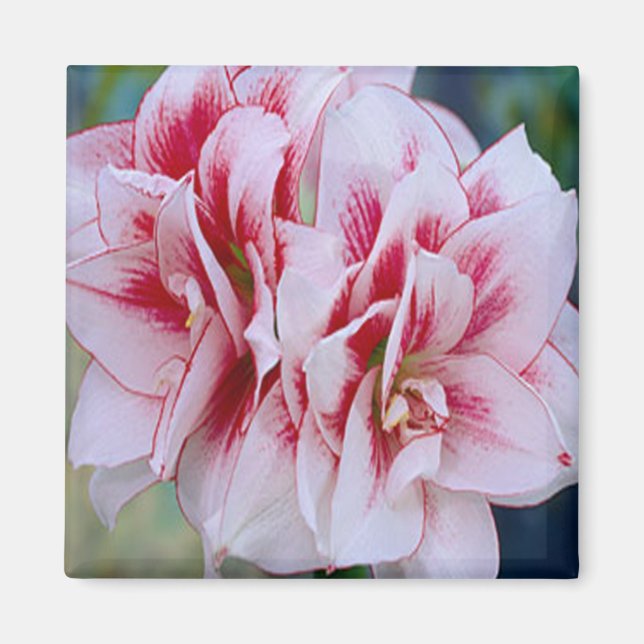 Pink Flowers Magnet (Front)