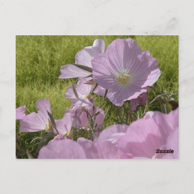 Pink Flowers Nature Photo Postcard (Back)
