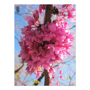 Pink Flowers on a Tree Photo Print