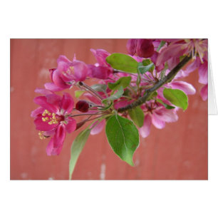Pink Flowers on Tree, Mother's Day