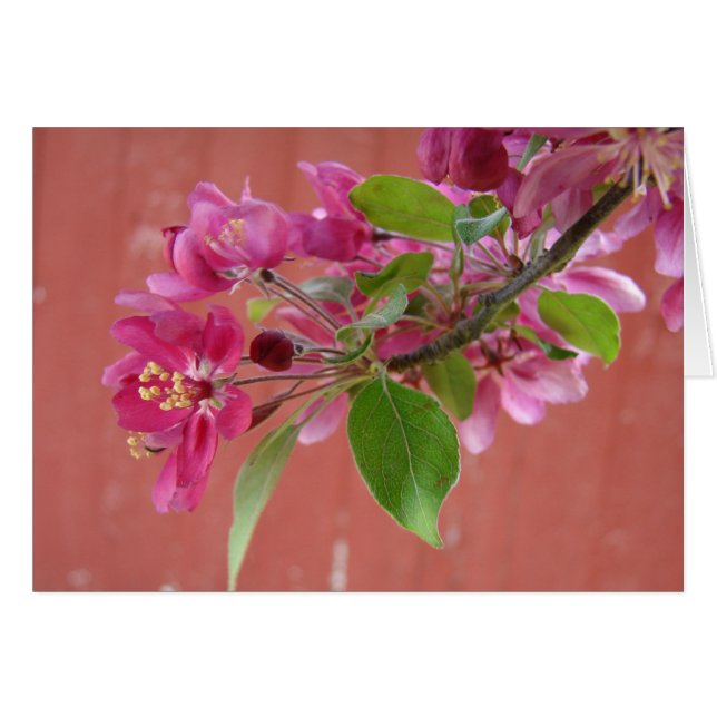 Pink Flowers on Tree, Mother's Day (Front Horizontal)