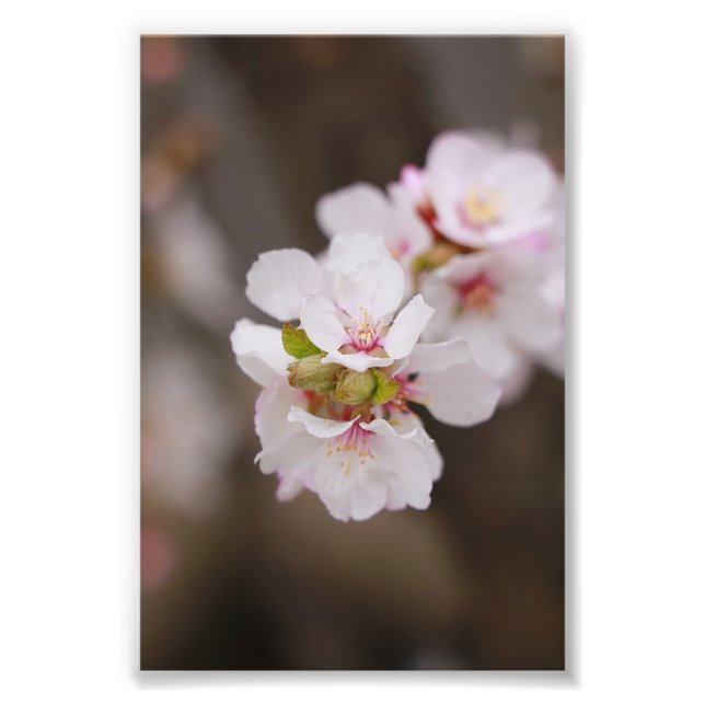 Pink flowers photo print (Front)