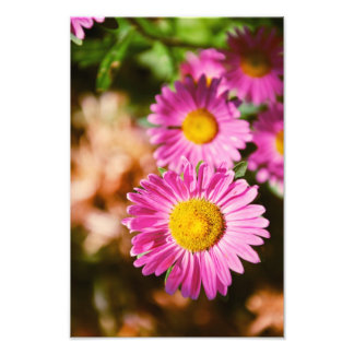 Pink flowers photo print
