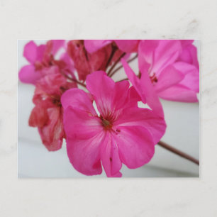 Pink flowers postcard