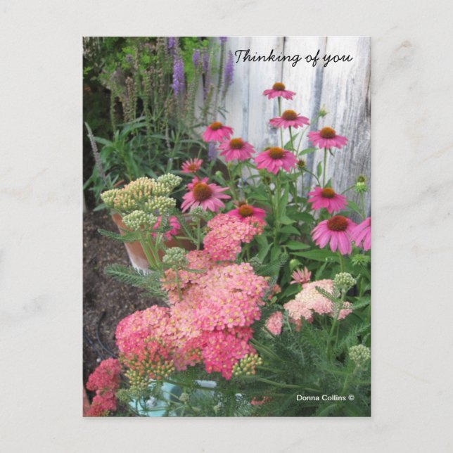 Pink Flowers Postcard (Front)