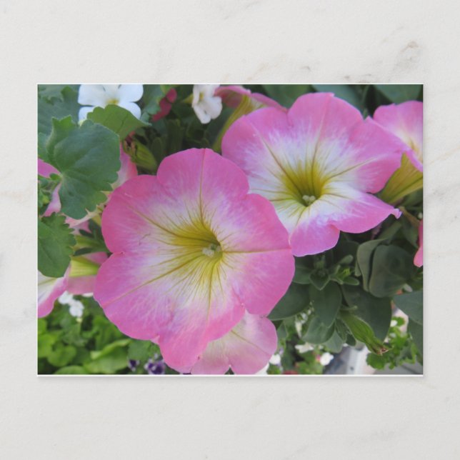 Pink Flowers Postcard (Front)