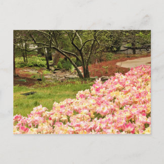 pink flowers postcard