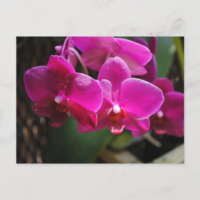 Pink Flowers Postcard (Front)