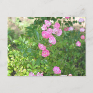 pink flowers postcard