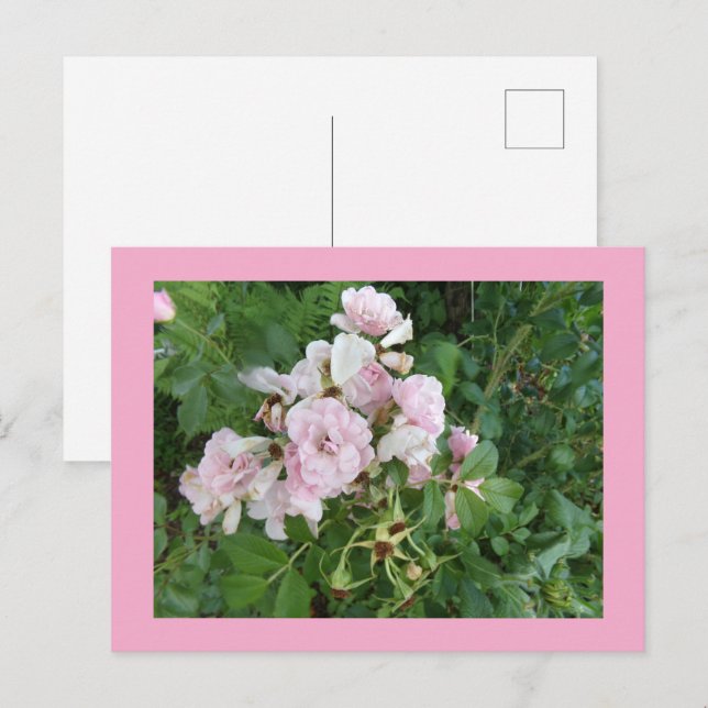 Pink Flowers Postcard (Front/Back)