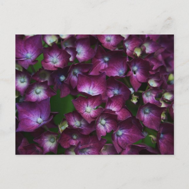 Pink Flowers Postcard (Front)