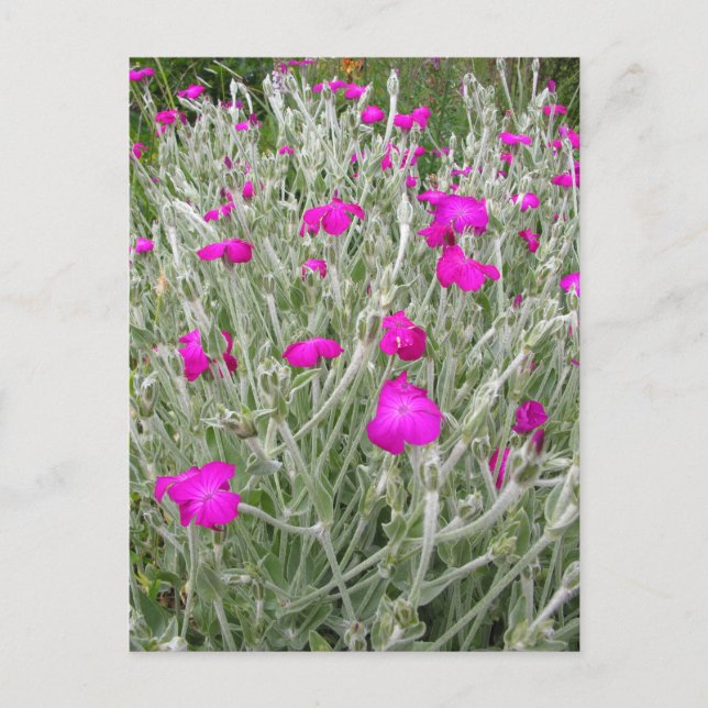 Pink Flowers-Rose campion in an English Garden Postcard (Front)