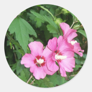 Pink Flowers Rose of Sharon with Bee Classic Round Sticker