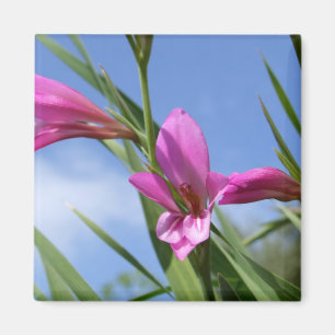 Pink Flowers Scene Magnet
