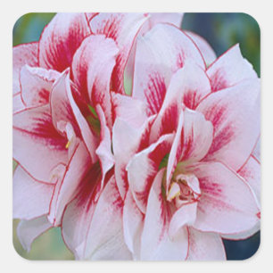 Pink Flowers Stickers