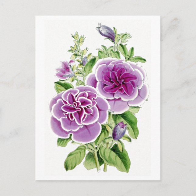 Pink Flowers Vintage Botanical Postcard (Front)