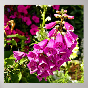 pink foxglove floral print