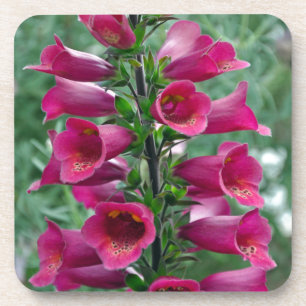 Pink foxglove flowers coaster