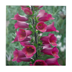 Pink foxglove flowers tile