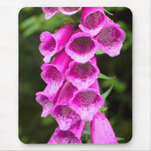 Pink Foxglove Mousepad