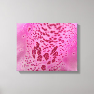 Pink Foxglove Petal Canvas Print
