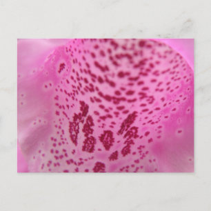 Pink Foxglove Petal Postcard