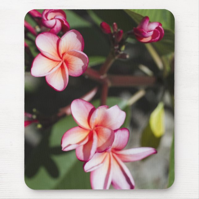 Pink Frangipani Flowers Mouse Pad (Front)