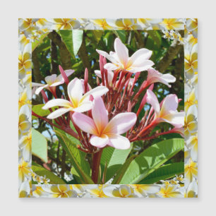 Pink Frangipani Tree With Yellow Frangipani Edge,