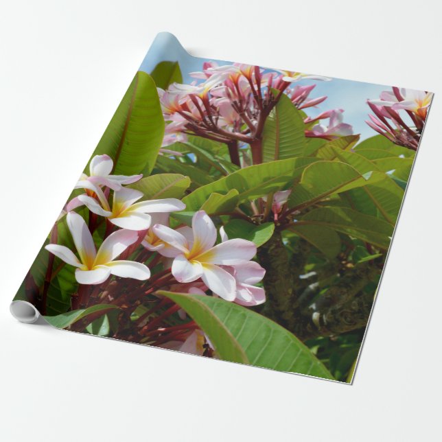 Pink Frangipani Tree, Wrapping Paper (Unrolled)