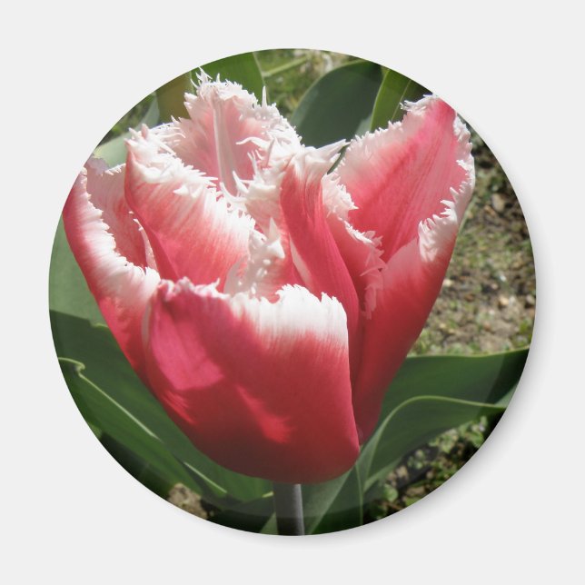 Pink Fringed Tulip Magnet (Front)