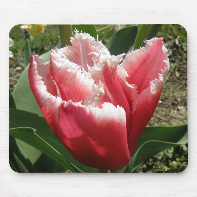 Pink Fringed Tulip Mousepad (Front)