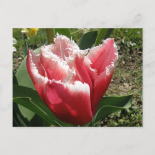 Pink Fringed Tulip Postcard