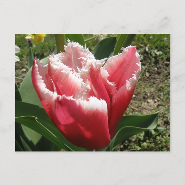 Pink Fringed Tulip Postcard (Front)