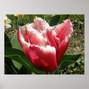 Pink Fringed Tulip Print