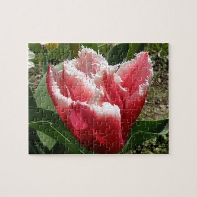 Pink Fringed Tulip Puzzle (Horizontal)