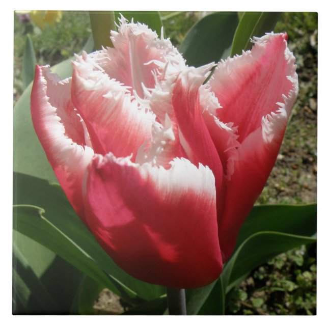 Pink Fringed Tulip Tile (Front)