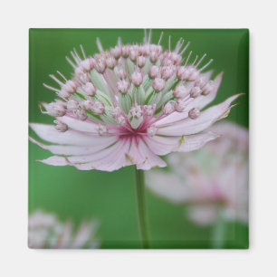 Pink Garden Magnet