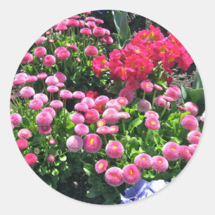Pink Garden Mums Classic Round Sticker