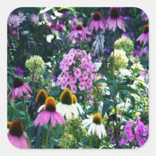 Pink Garden Phlox Landscape with Cone Flowers Square Sticker