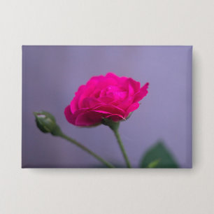 Pink Garden Rose