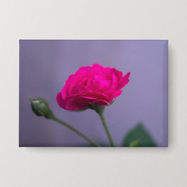 Pink Garden Rose (Front)