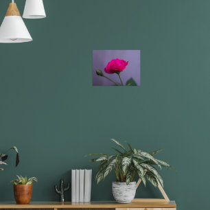Pink Garden Rose Poster